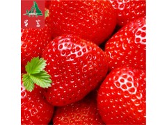 全國供應(yīng) 四川涼山特產(chǎn) 新鮮現(xiàn)摘草莓   特級水果   鮮美多汁  大涼山水果歡迎洽談！