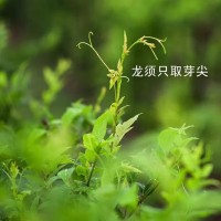 來鳳藤茶對身體的益處，真是不可多得