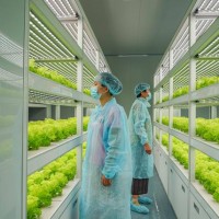 衡水市植物工廠無菌室種植蔬菜設(shè)計廠家
